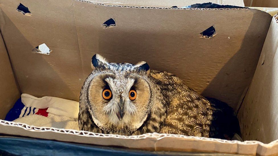 The owl in its temporary home, a cardboard box with holes