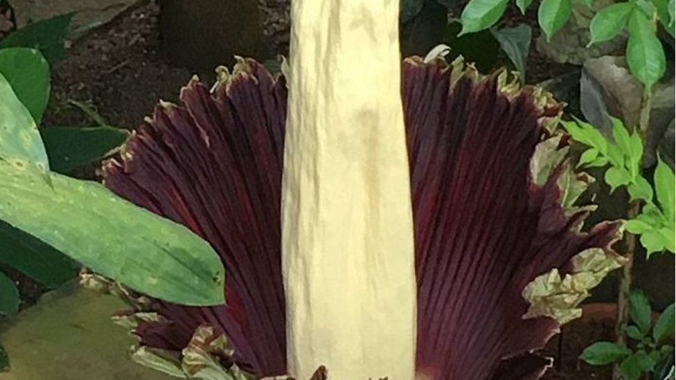 Titan Arum