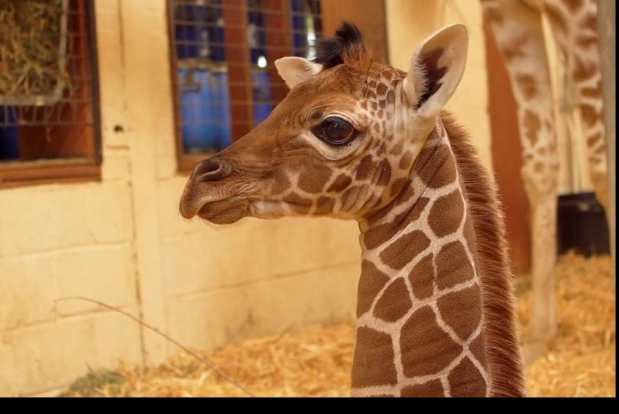 Watch: British Zoo Unveils Newborn Giraffe With Behind-the-scenes Video ...