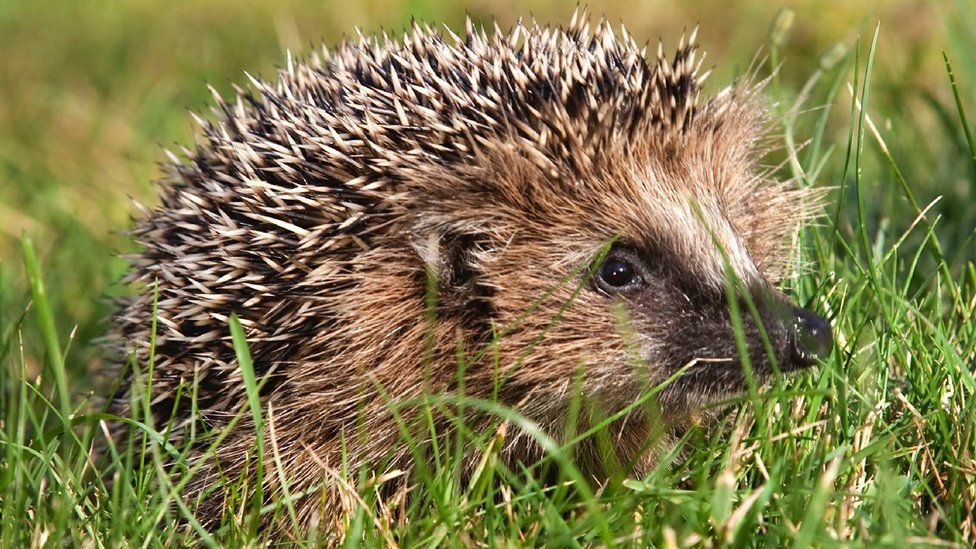 European hedgehog