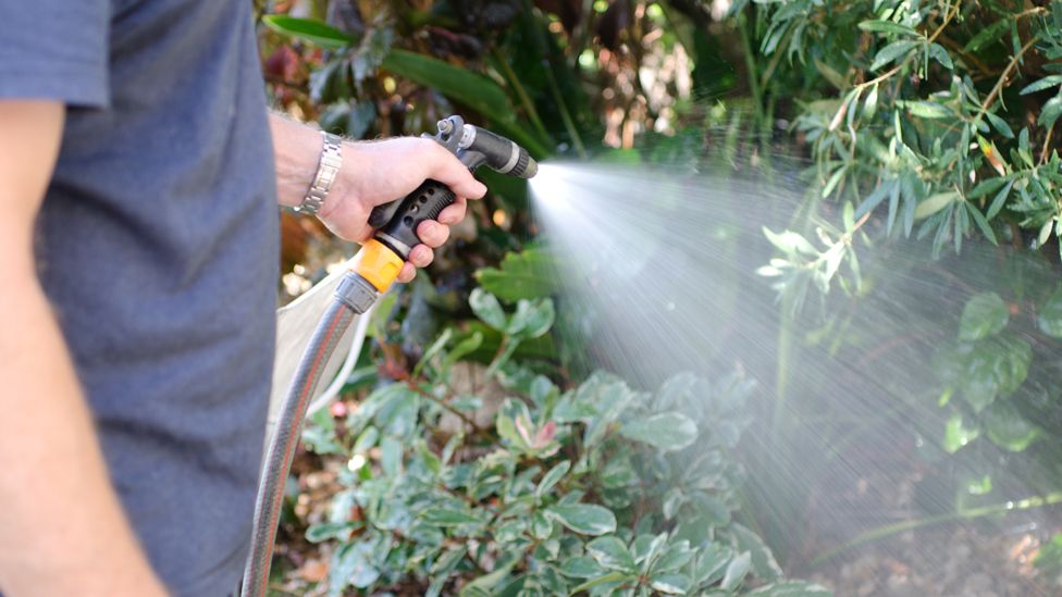 man watering the garden