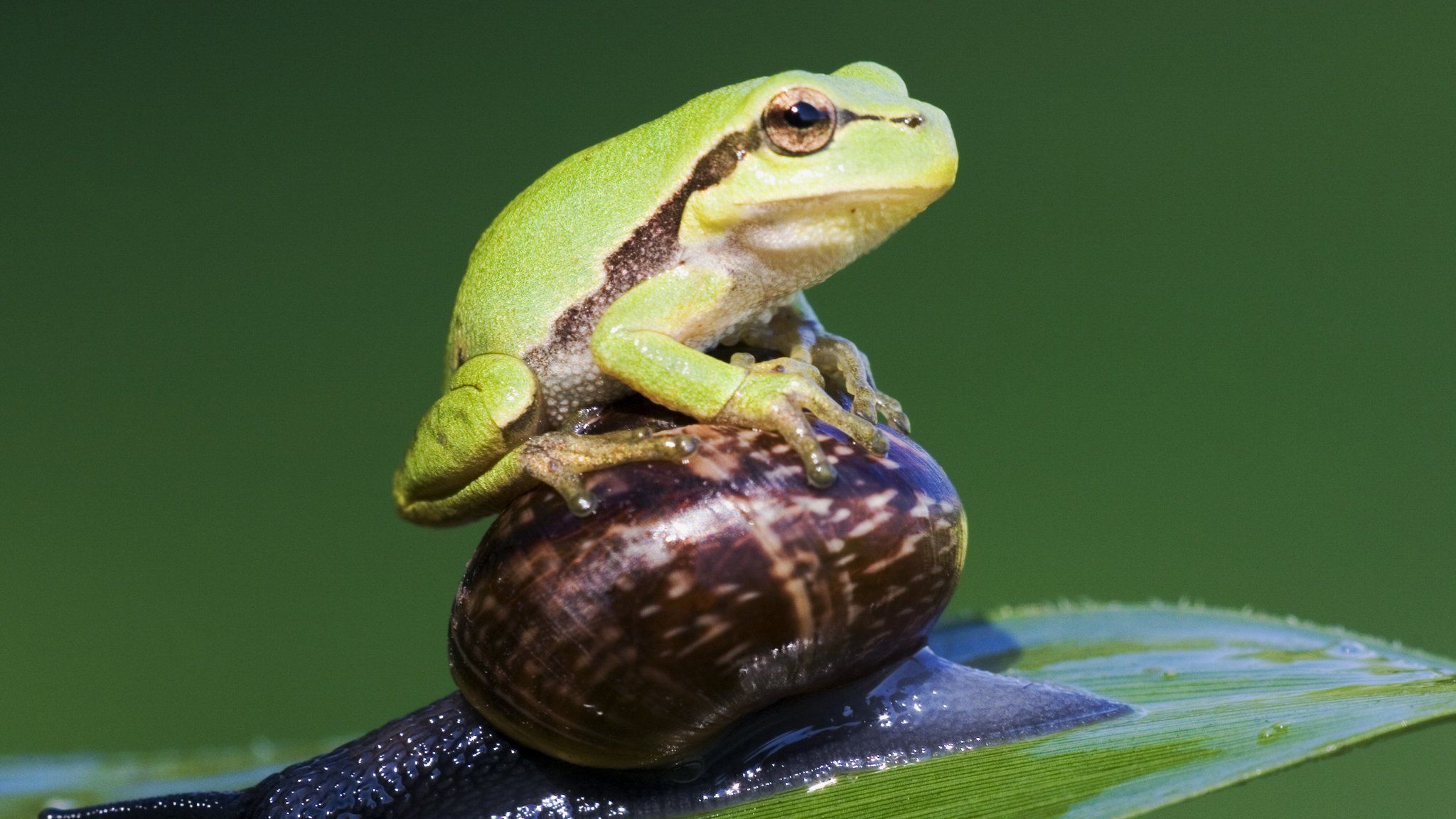 European Tree Frog