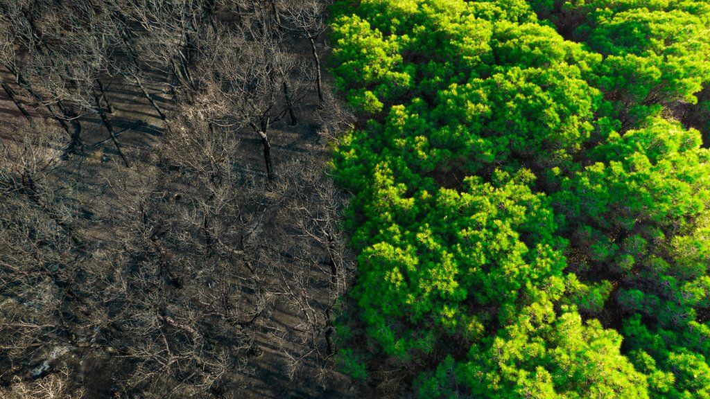 drone view of deforested area