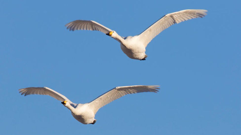 whooper swans