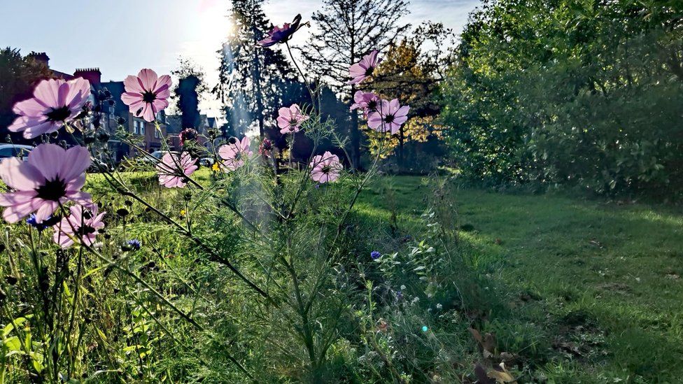 Flowers in the Vale of Glamorgan