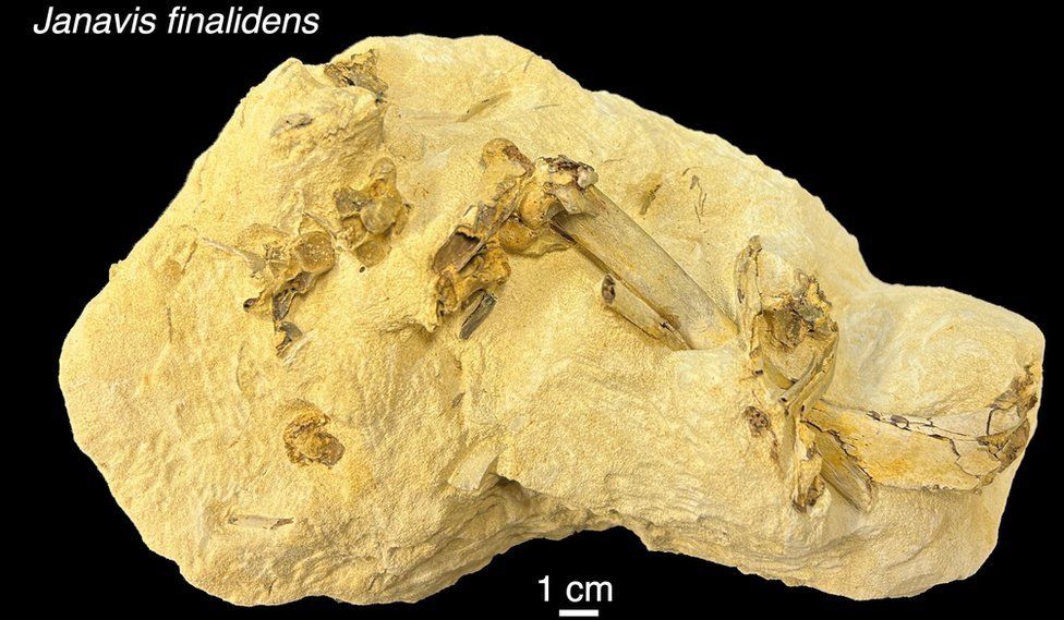 Fossil showing how modern birds originated