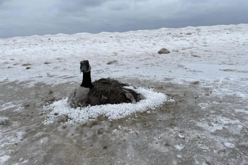 Conservation officers in Indiana came to the rescue of a Canada goose found frozen to the sand at a Lake Michigan beach in Indiana Dunes State Park. <a href="https://www.facebook.com/photo?fbid=544021701087567&amp;set=pcb.544024594420611">Photo courtesy of Indiana DNR Law Enforcement/Facebook</a>