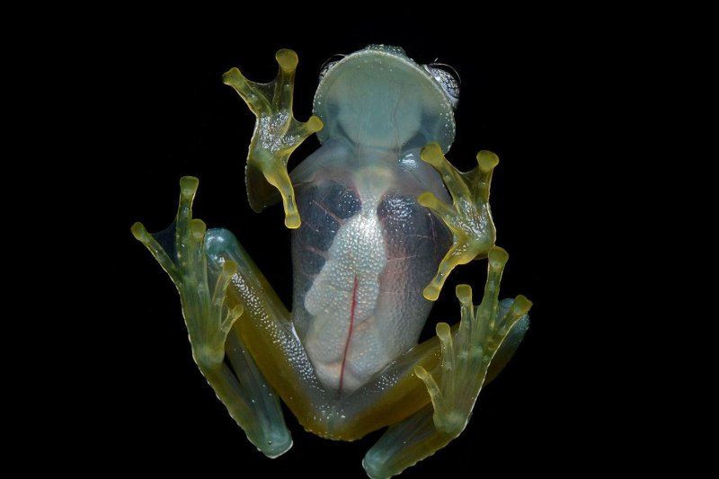 Researchers have discovered that glass frogs become transparent while they sleep by storing their red blood cells in their livers. Photo by Geoff Gallice/<a href="https://commons.wikimedia.org/wiki/File:Flickr_-_ggallice_-_Glass_frog_%284%29_cropped.jpg">Wikimedia Commons</a>