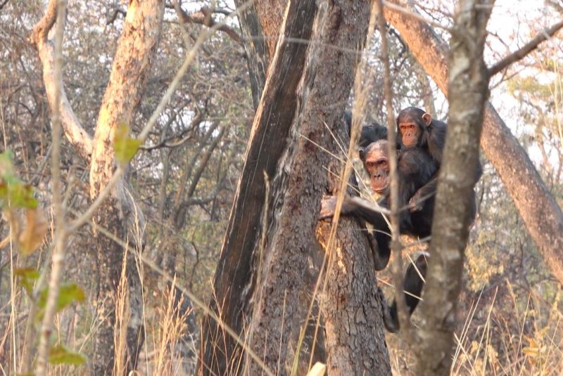 A new study by researchers at University College London has found that chimpanzees may have learned to walk in trees, not on the ground. Photo from University College London