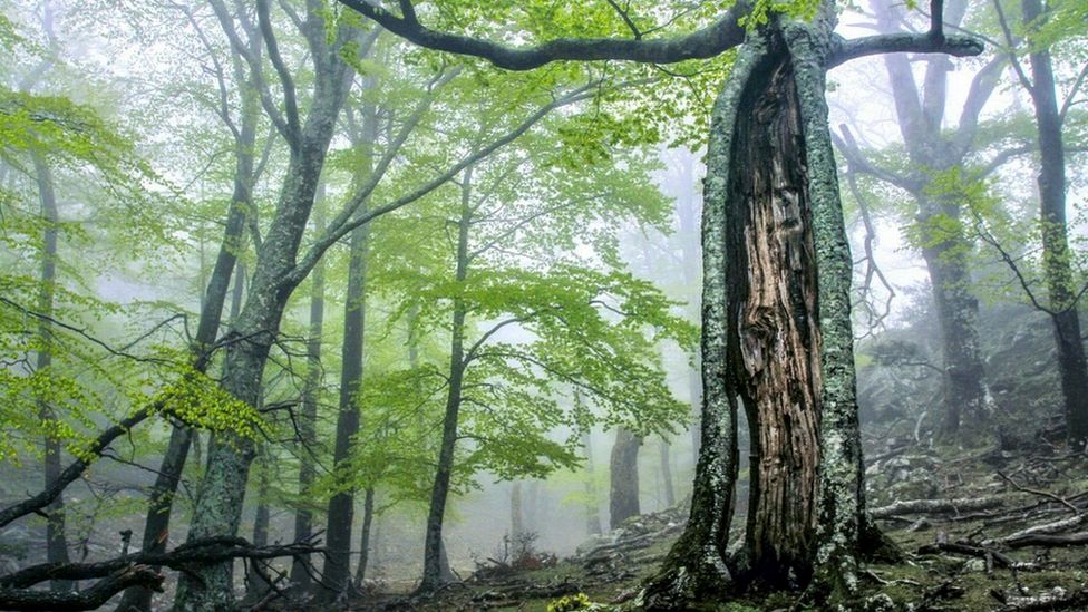 Massane forest after wildfire