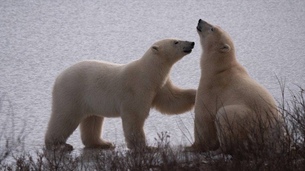 Polar bears in Churchill (c) PBI/BJ Kirschhoffer