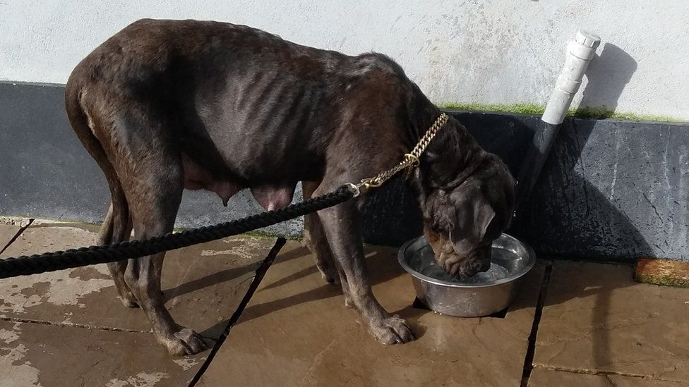 Dog at the puppy farm