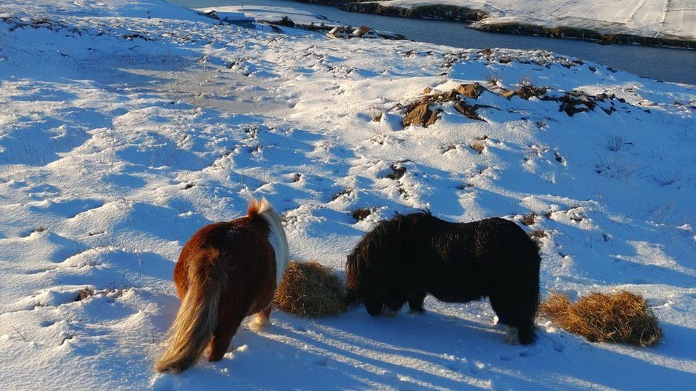 Shetland ponies