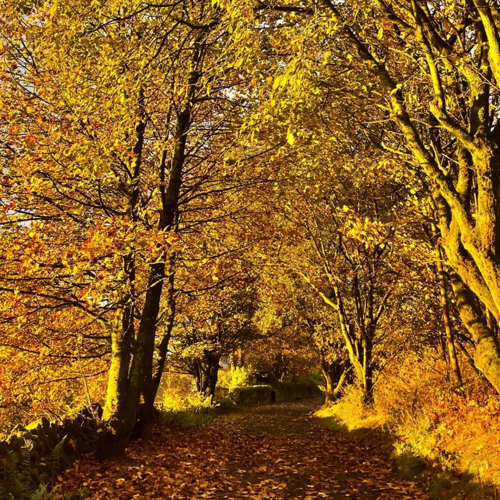 A path through a UK woodland in Lancashire