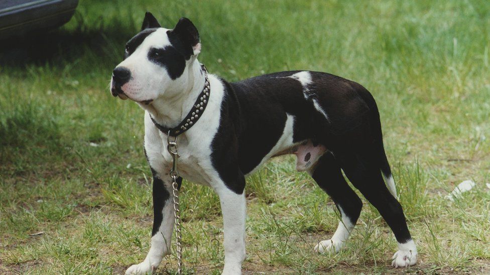 Staffordshire bull terrier