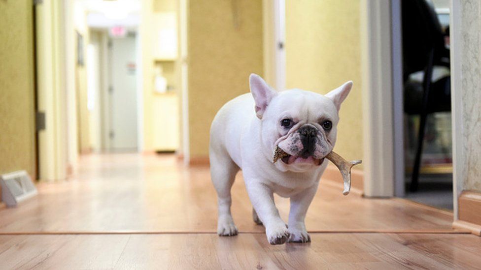 french bulldog