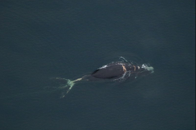 Scientists sighted North Atlantic right whale #4904 with a severe entanglement off the coast of North Carolina during an aerial survey. Photo by Clearwater Marine Aquarium Research Institute