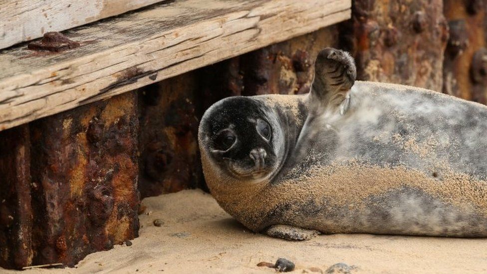 A grey seal pup on Horsey Gap beach in Norfolk