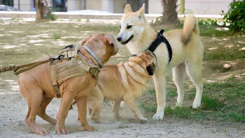 Dogs meeting outdoors