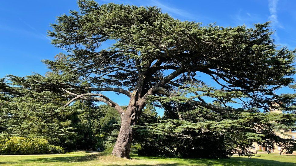 Lebanese Cedar