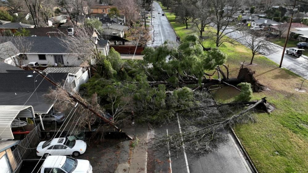 A photo of two big trees falling over a residential road near homes in Sacramento, California