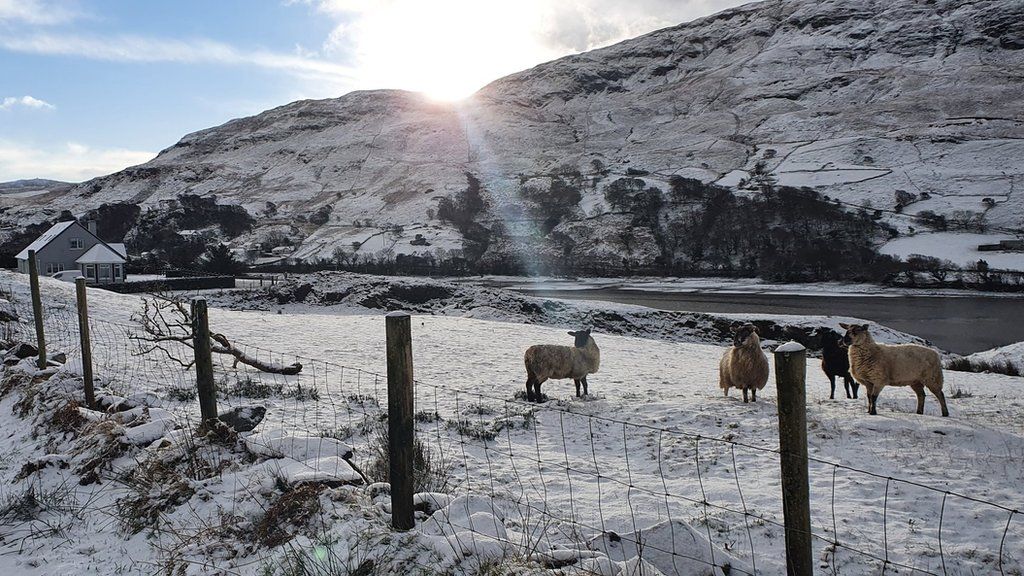 Hardy sheep woke to a white blanket of snow at Loughros Point, Ardara, County Donegal