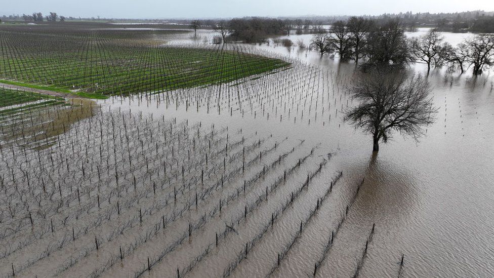 A flooded vineyard in Santa Rosa, California is seen from above.