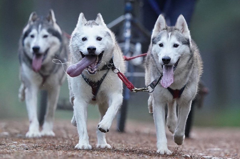 Sled dog rally