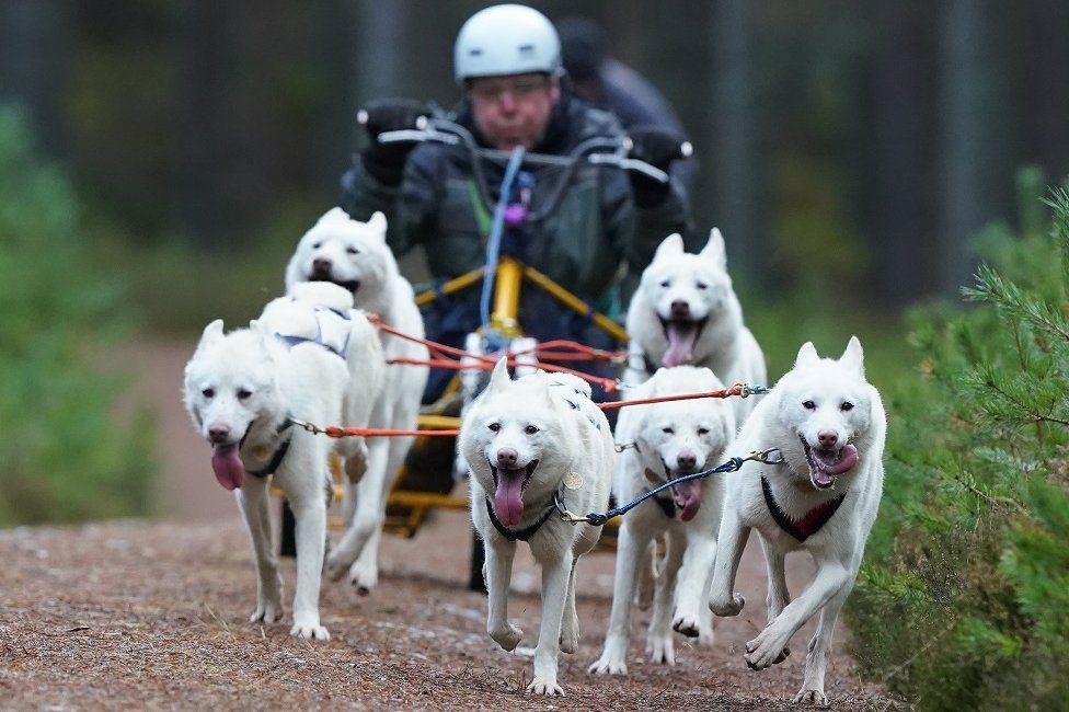 Sled dog rally