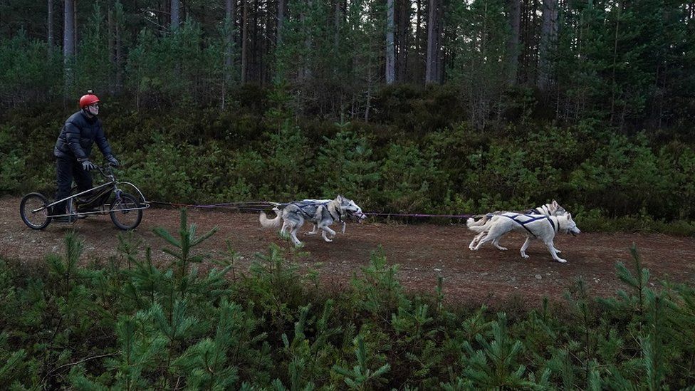 Sled dog rally