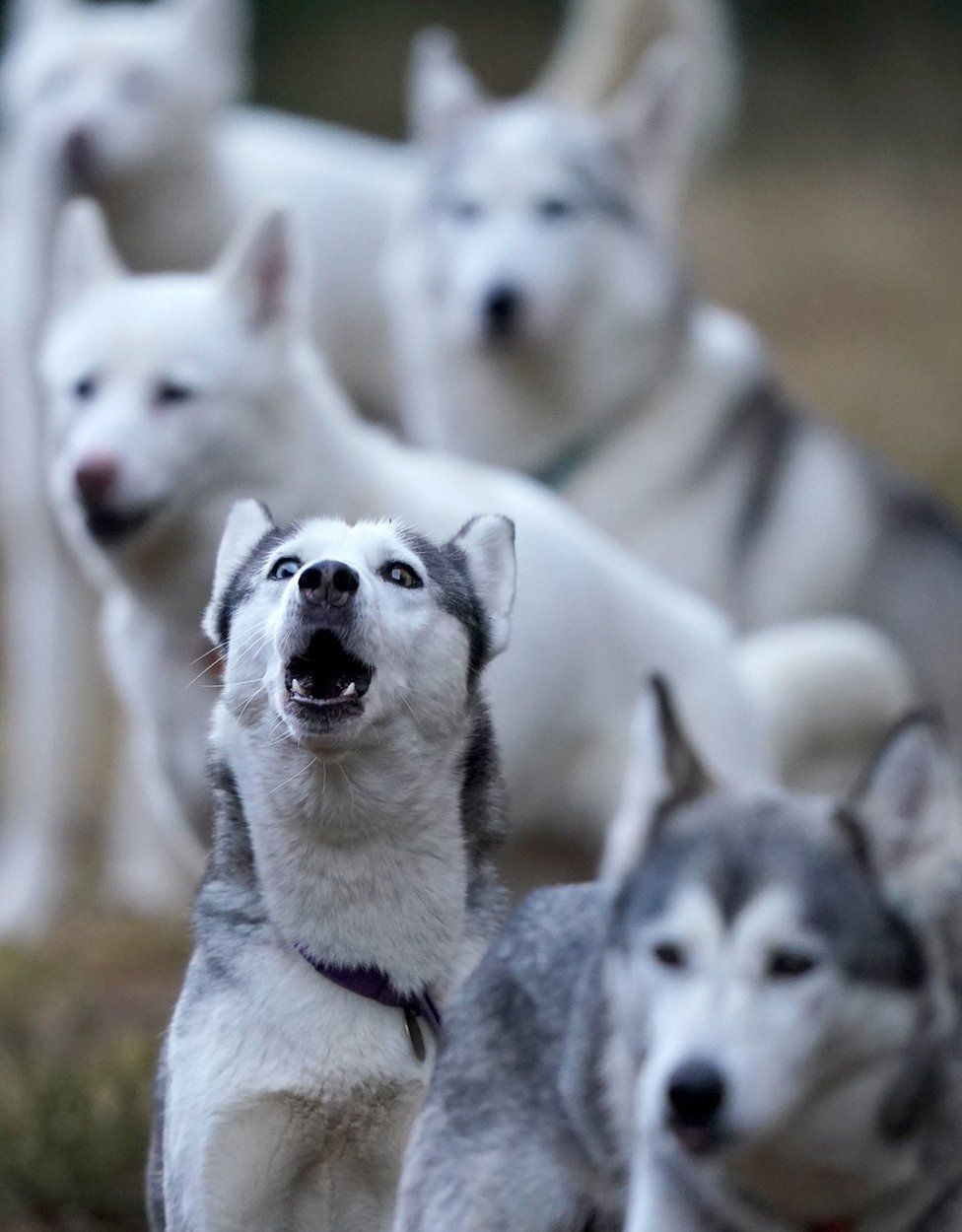 Sled dog rally