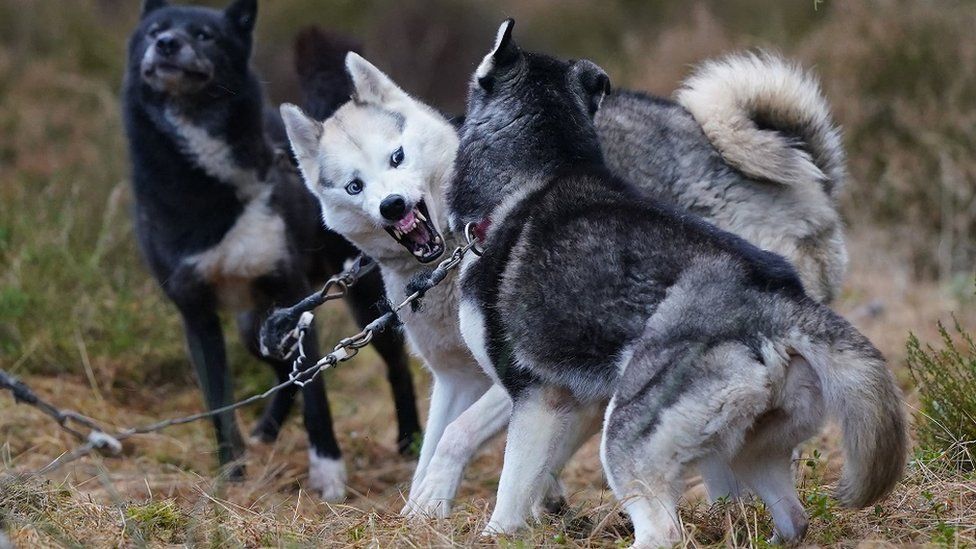 Sled dog rally