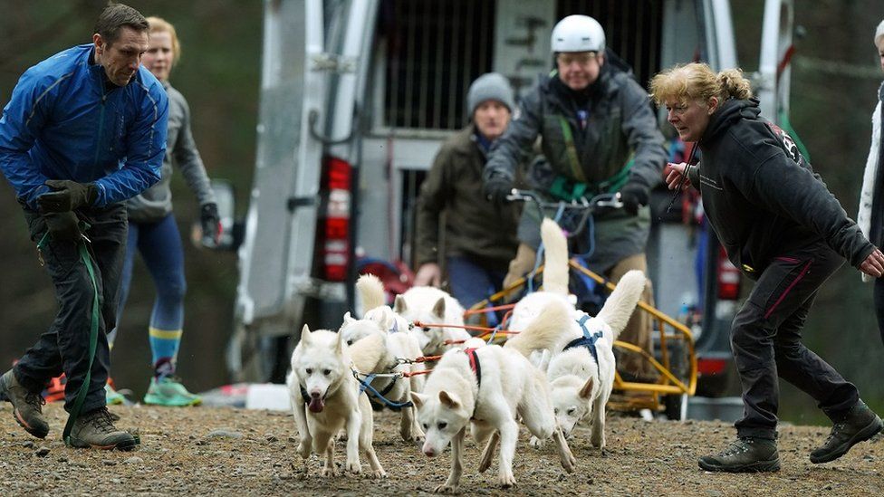 Sled dog rally