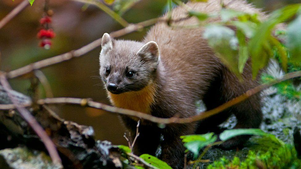 Pine Marten