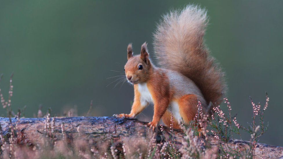 Red squirrel