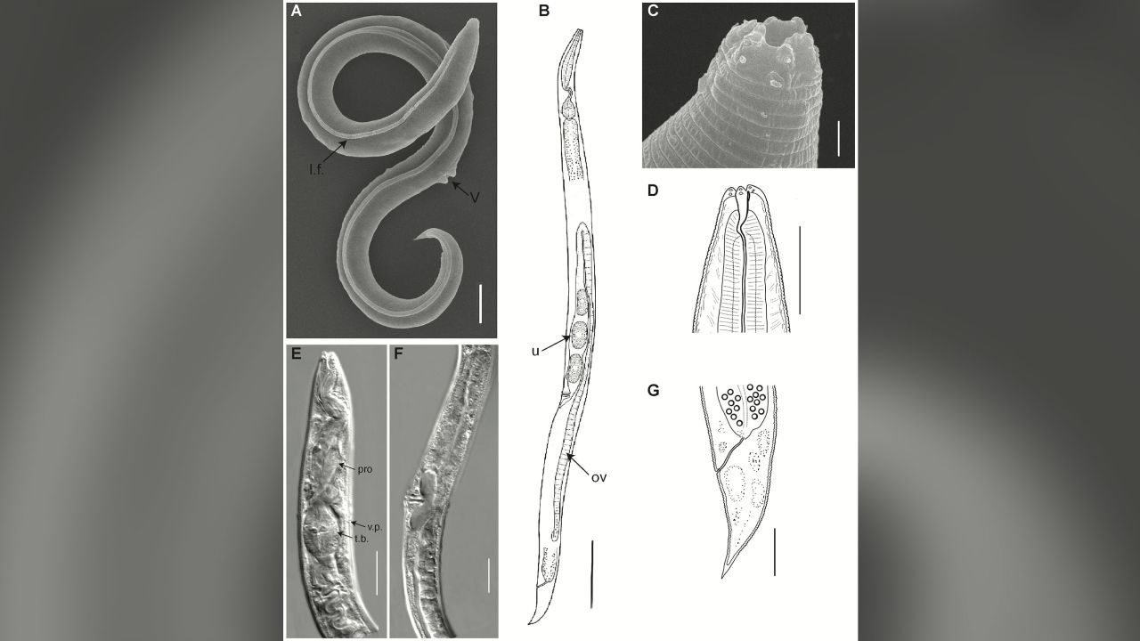 The worm was found in the Siberian permafrost.