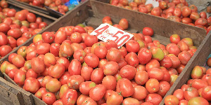 Tons of tomatoes are getting rotten on farms