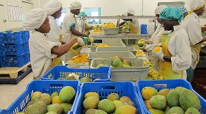 Workers in a fruits factory