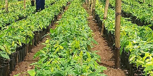 The hybrid cocoa seedlings was raised by the Seed Production Division of Ghana Cocoa Board