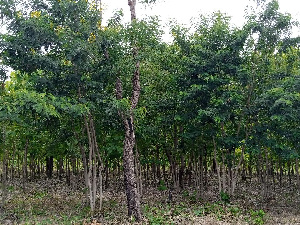 BPA had cultivated 400 acres of tree plantation