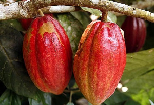 The price of cocoa went up on the market today at a unit price of +26.00