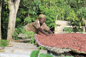 Ghana output nears 1 million tons, with months left to harvest