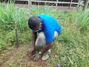 Frank Annoh Dompreh, the Member of Parliament for Nsawam-Adoagyiri  planting a tree