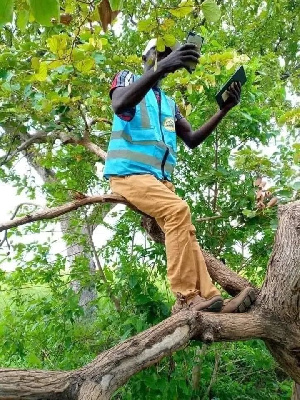 An official in the PH census seen on a tree