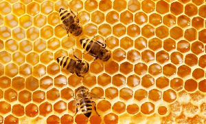 Honey business is very big in the Adaklu District