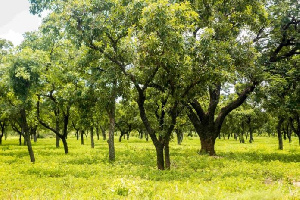 A picture of some shea trees