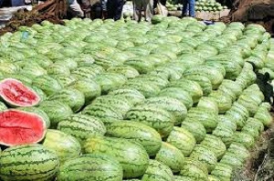 File photo of watermelons