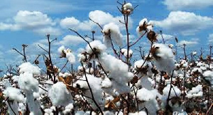 Cotton dropped on the market today to sell at a unit price of 0.00