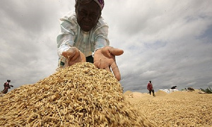 Ghana imports more than US$350million worth of rice annually from countries including the USA