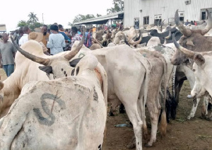 Traders have attributed the low patronage of livestock to the depreciation of cedi